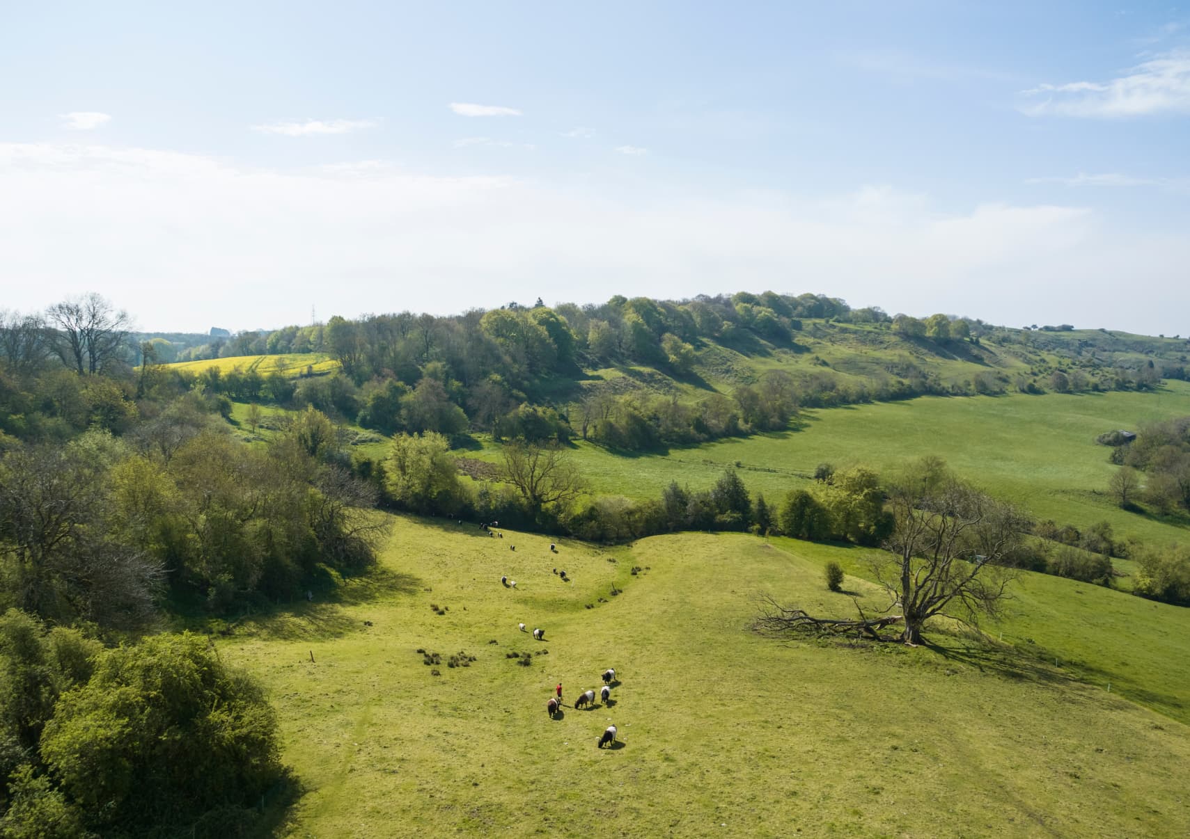 Rolling green hills dotted with trees and a herd of cattle grazing under a clear blue sky.