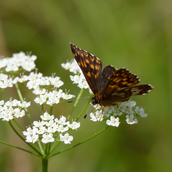 A brown and orange butterfly perched on small white flowers against a blurred green background.
