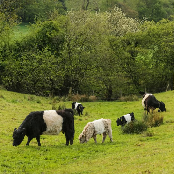 Belted Galloway cattle grazing in a lush green field with trees in the background on a cloudy day.