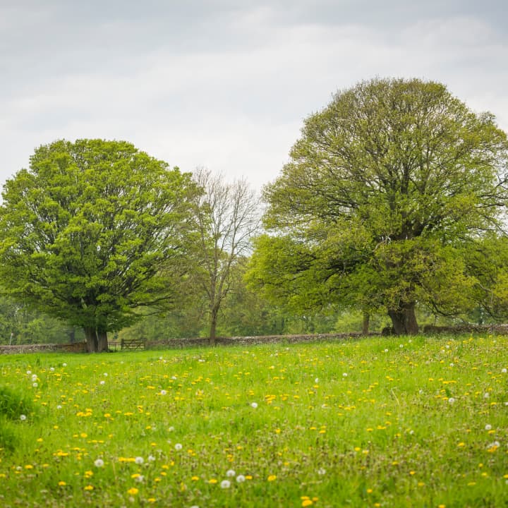 A grassy meadow with scattered dandelions and two large trees under a cloudy sky.