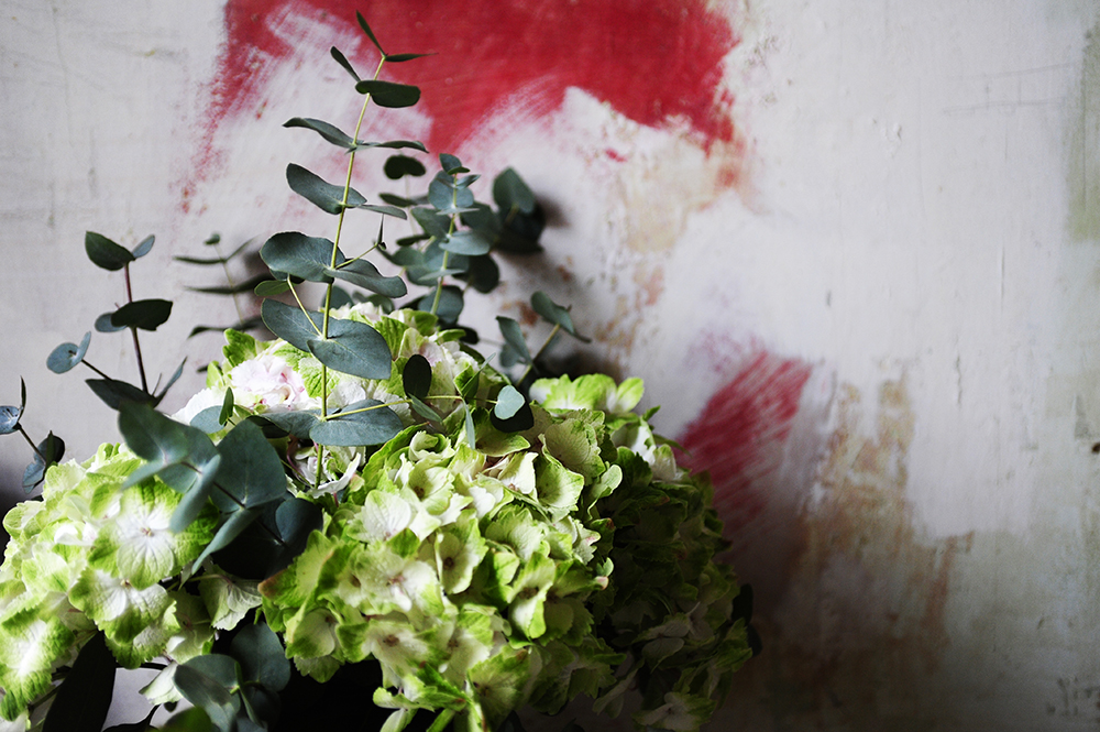 hydrangers, Flowers, styling, painted wall