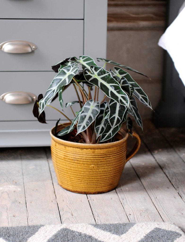 Plant, mustard pot, grey floors, grey furniture, grey rug2