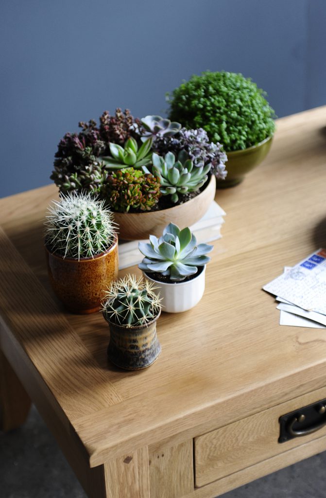 Succulents, cactus, cacti, oak, blue wall, coffee table
