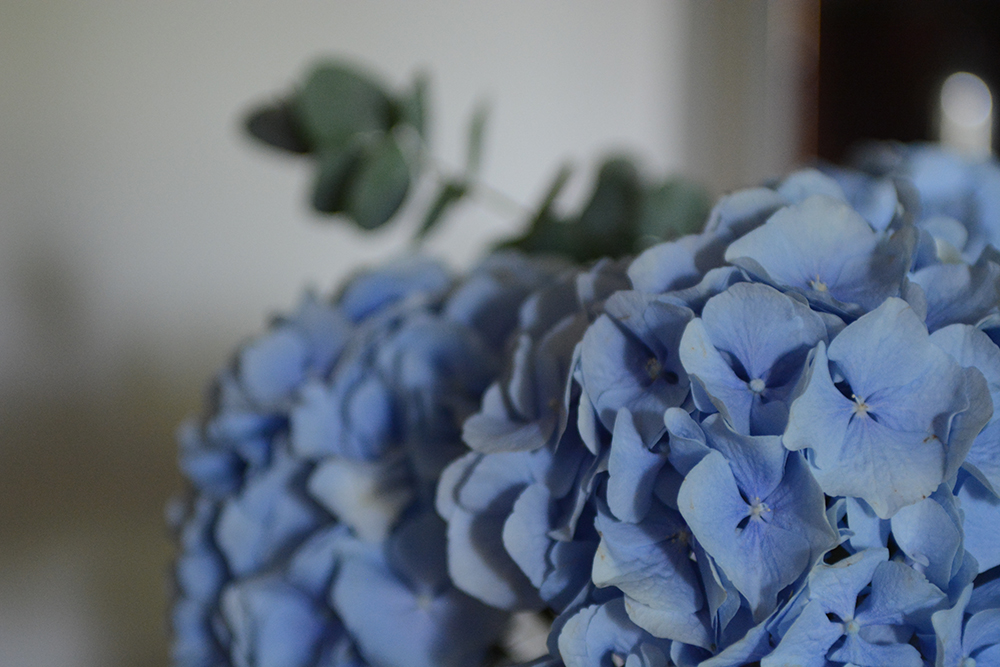 blue hydrangeas, flowers, blue petals