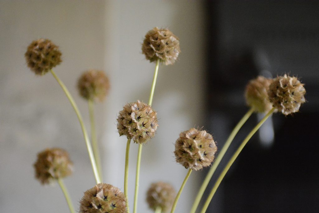 Seedheads, photography, styling